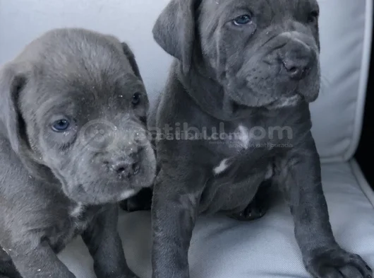 Dişi erkek cane corso yavrularımız