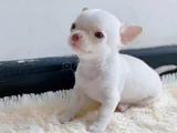 Dişi erkek chihuahua yavrularımız