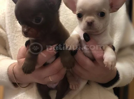 Dişi Erkek Chihuahua Yavrularımız görsel