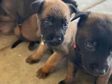 Dişi Erkek Belçika Kurdu Malinois Yavrularımız