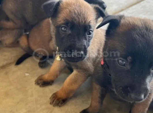 Dişi Erkek Belçika Kurdu Malinois Yavrularımız görsel