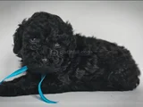 Poodle ırkının en özel rengi siyah inciler