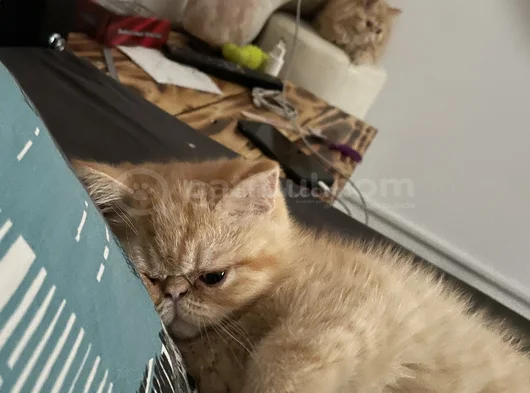 Egzotik Shortair Yavrularım Sağlık Ve Irk Garantili görsel