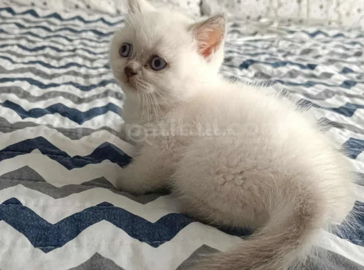 Di̇şi̇ Ve Erkek Bluepoi̇nt Bebekleri̇m