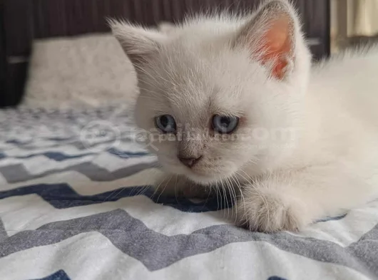 Di̇şi̇ Ve Erkek Bluepoi̇nt Bebekleri̇m görsel