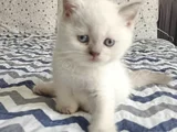 Di̇şi̇ Ve Erkek Bluepoi̇nt Bebekleri̇m