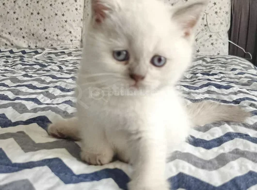 Di̇şi̇ Ve Erkek Bluepoi̇nt Bebekleri̇m görsel