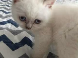 Di̇şi̇ Ve Erkek Bluepoi̇nt Bebekleri̇m