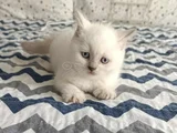 Di̇şi̇ Ve Erkek Bluepoi̇nt Bebekleri̇m
