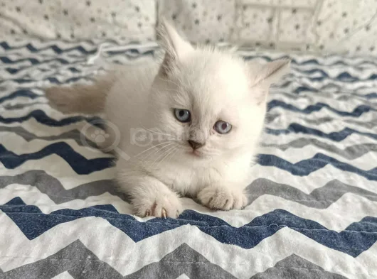 Di̇şi̇ Ve Erkek Bluepoi̇nt Bebekleri̇m görsel
