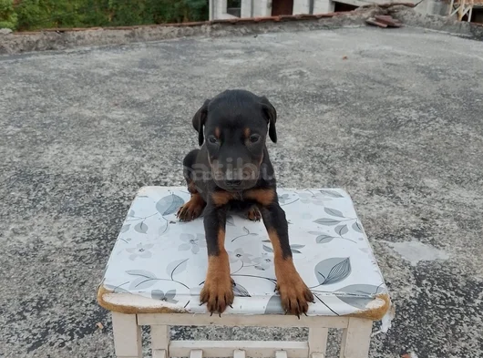 King Doberman görsel