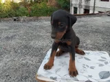 King Doberman