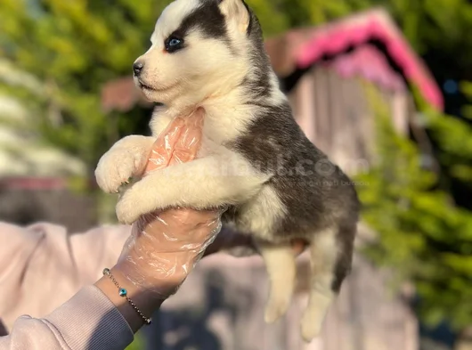 Maskeli Mavi Gözlü En Özel Sibirya Kurdu Husky görsel