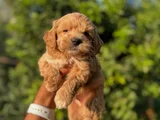 0 BOY TEACUP SAĞLIK GARANTİLİ MALTİPO BEBEKLERİMİZ