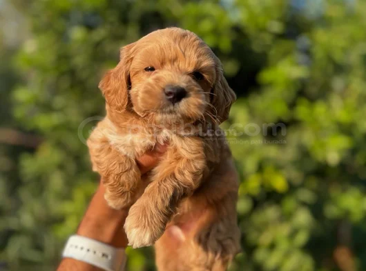 0 Boy Teacup Sağlik Garanti̇li̇ Malti̇po Bebekleri̇mi̇z