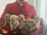0 Boy Teacup Sağlik Garanti̇li̇ Malti̇po Bebekleri̇mi̇z