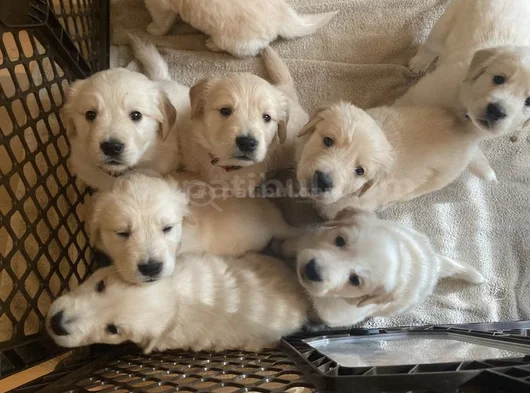 Mükemmel Kali̇te Golden Bebekler görsel