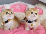 Scr Li Anne Babadan Golden Ny12 British Shorthair