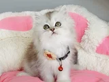 Show kalite silver shaded british longhair