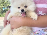 Yavru Pomeranian Boo 3 Aylık Erkek
