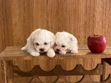 Teacup Maltese Terrier Bebekler