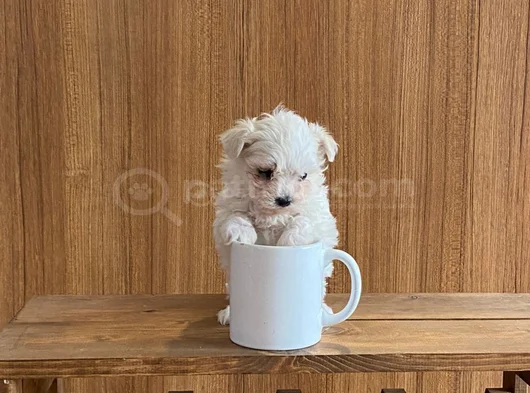 Teacup Maltese Terrier Bebekler