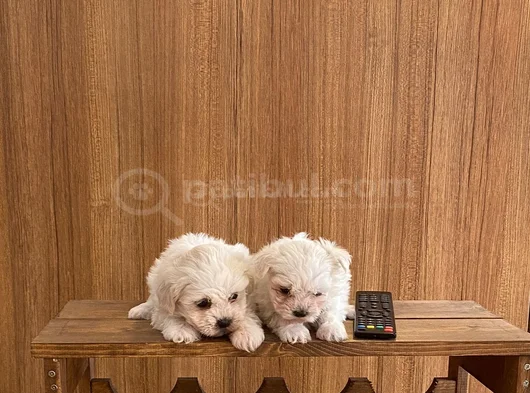 Teacup Maltese Terrier Bebekler görsel
