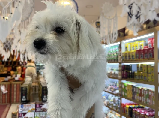 Maltes Terrier görsel