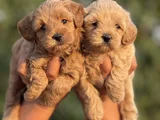 Teacup F1 Malti̇poo Bebekler