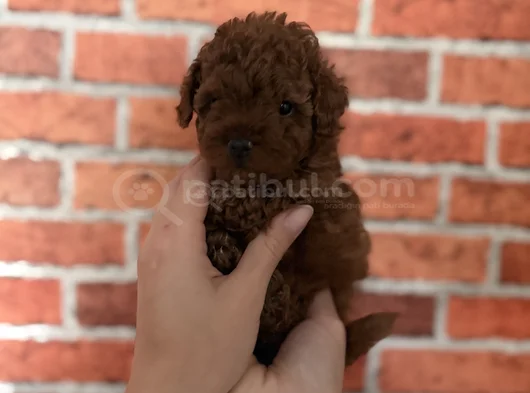Sevgiyle büyüyen safkan poodle bebeklerimiz