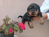safkan rottweiller yavrular