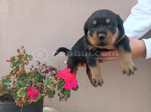 Safkan Rottweiller Yavrular
