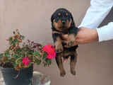 Safkan Rottweiller Yavrular