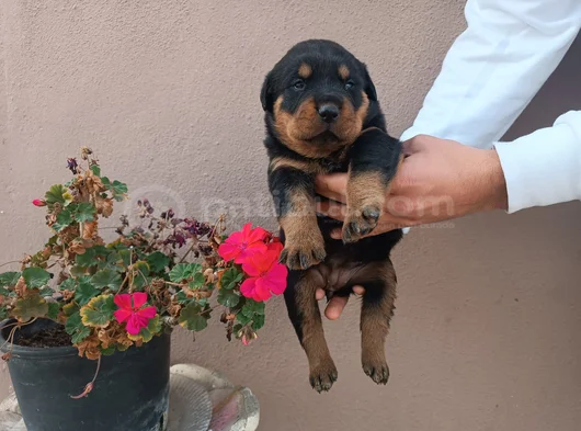 Safkan Rottweiller Yavrular görsel