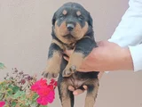 Safkan Rottweiller Yavrular