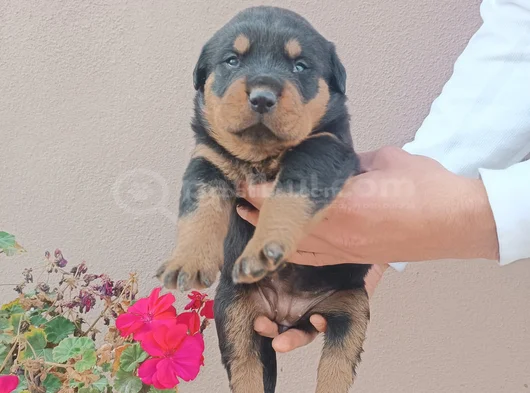 Safkan Rottweiller Yavrular görsel