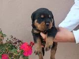 Safkan Rottweiller Yavrular