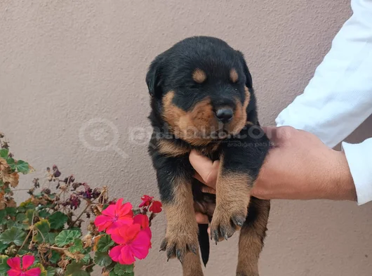 Safkan Rottweiller Yavrular görsel