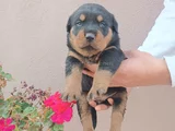 Safkan Rottweiller Yavrular