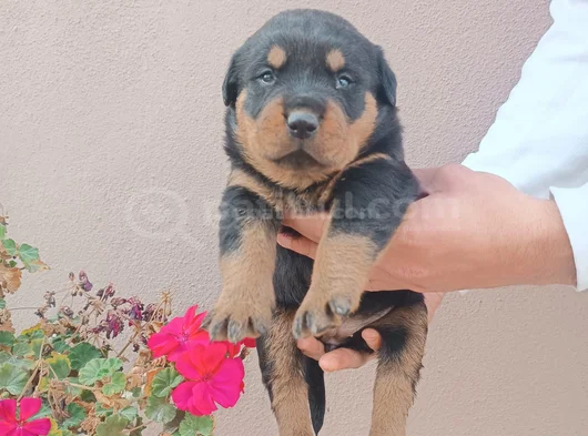 Safkan Rottweiller Yavrular görsel