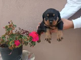 Safkan Rottweiller Yavrular