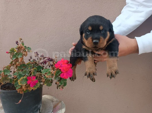 Safkan Rottweiller Yavrular görsel