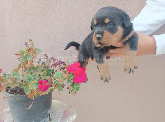 Safkan Rottweiller Yavrular görsel