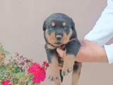 Safkan Rottweiller Yavrular