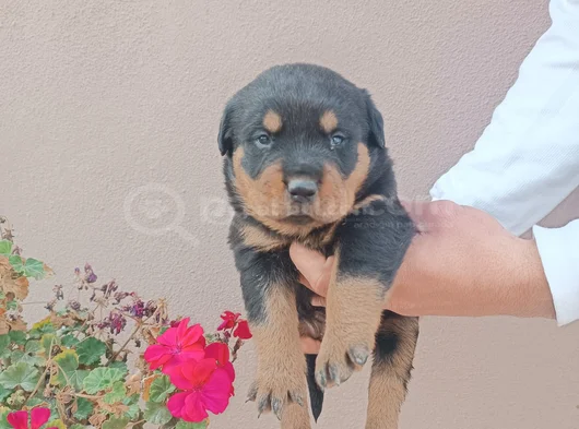 Safkan Rottweiller Yavrular görsel