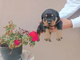 Safkan Rottweiller Yavrular