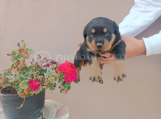 Safkan Rottweiller Yavrular görsel