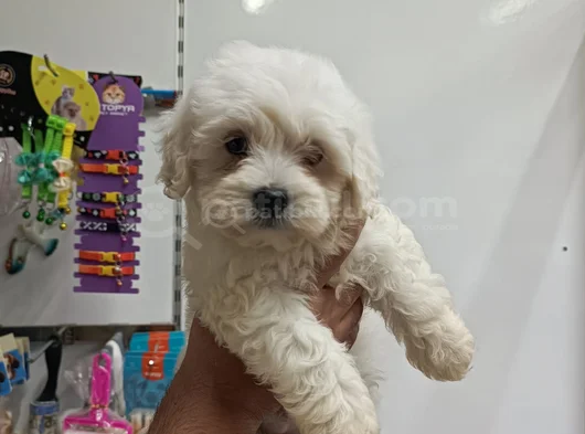 Bu Kadar Kalite Nadir Bulunur Malteseler Sağlık Garantili görsel