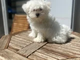 Bu Kadar Kalite Nadir Bulunur Malteseler Sağlık Garantili