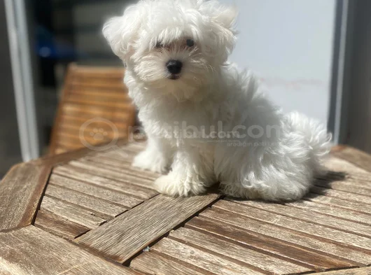 Bu Kadar Kalite Nadir Bulunur Malteseler Sağlık Garantili görsel